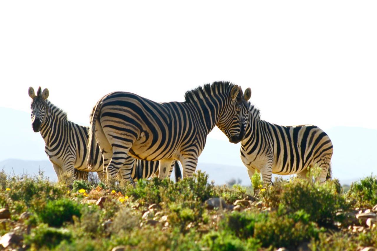 Inverdoorn Game Reserve Lodge Breede River Exterior foto