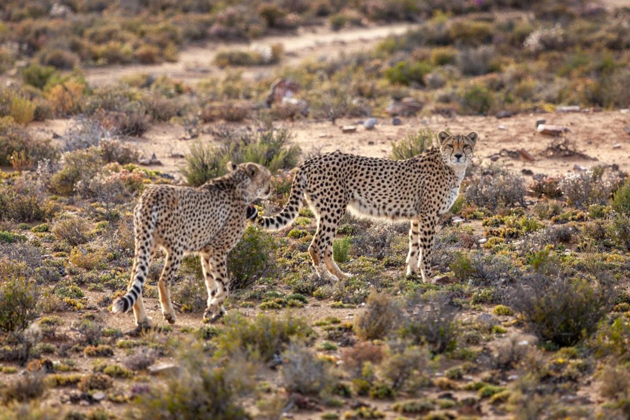 Inverdoorn Game Reserve Lodge Breede River Exterior foto