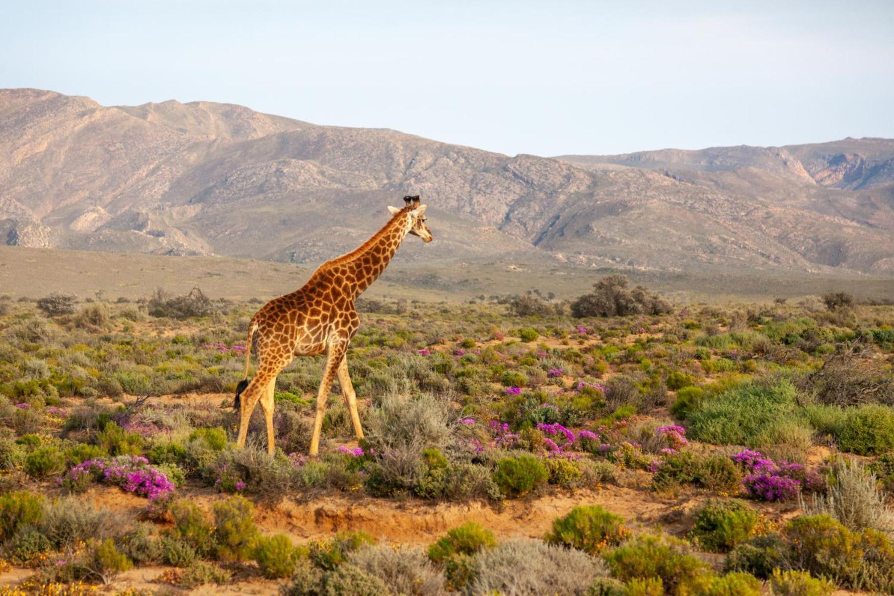 Inverdoorn Game Reserve Lodge Breede River Exterior foto