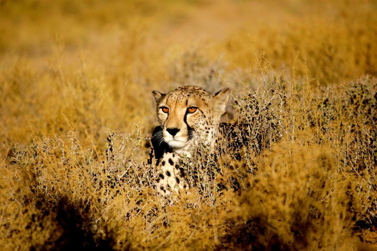 Inverdoorn Game Reserve Lodge Breede River Exterior foto